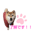 柴犬 ロック 3（個別スタンプ：4）