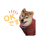 柴犬 ロック 3（個別スタンプ：5）