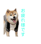 柴犬 ロック 3（個別スタンプ：7）