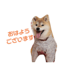 柴犬 ロック 3（個別スタンプ：8）