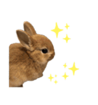 rabbit_kinako.（個別スタンプ：1）