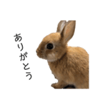rabbit_kinako.（個別スタンプ：2）