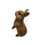 rabbit_kinako.（個別スタンプ：3）