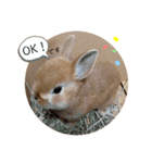 rabbit_kinako.（個別スタンプ：4）
