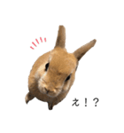 rabbit_kinako.（個別スタンプ：5）