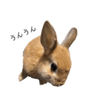 rabbit_kinako.（個別スタンプ：6）