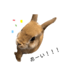 rabbit_kinako.（個別スタンプ：8）