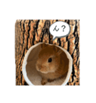 rabbit_kinako.（個別スタンプ：9）