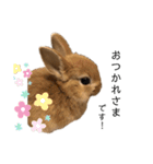 rabbit_kinako.（個別スタンプ：10）