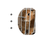 rabbit_kinako.（個別スタンプ：11）