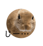 rabbit_kinako.（個別スタンプ：13）