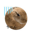 rabbit_kinako.（個別スタンプ：14）