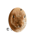 rabbit_kinako.（個別スタンプ：15）