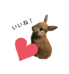 rabbit_kinako.（個別スタンプ：16）