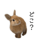rabbit_kinako.（個別スタンプ：20）