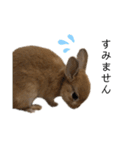 rabbit_kinako.（個別スタンプ：22）