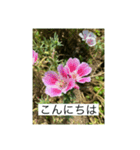 懸命に生きるお花たち2（個別スタンプ：2）