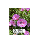 懸命に生きるお花たち2（個別スタンプ：3）