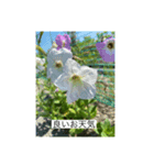 懸命に生きるお花たち2（個別スタンプ：4）