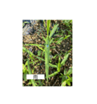 懸命に生きるお花たち2（個別スタンプ：5）