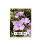 懸命に生きるお花たち2（個別スタンプ：6）