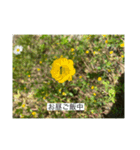 懸命に生きるお花たち2（個別スタンプ：7）