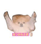 我が家のむぎ 改（個別スタンプ：5）