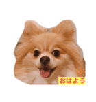 我が家のむぎ 改（個別スタンプ：6）