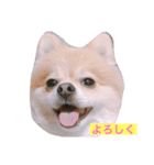 我が家のむぎ 改（個別スタンプ：7）