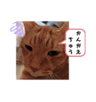 ふうちゃんの巻 その3（個別スタンプ：7）