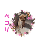 ふうちゃんの巻 その3（個別スタンプ：9）