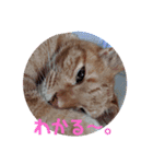ふうちゃんの巻 その3（個別スタンプ：11）