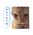 ふうちゃんの巻 その3（個別スタンプ：12）