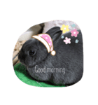 myRabbitLOVE（個別スタンプ：1）
