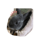 myRabbitLOVE（個別スタンプ：5）