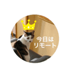 ねことお花（個別スタンプ：1）