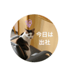 ねことお花（個別スタンプ：2）