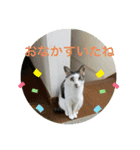 ねことお花（個別スタンプ：8）