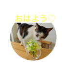 ねことお花（個別スタンプ：9）