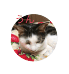ねことお花（個別スタンプ：10）