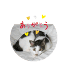 ねことお花（個別スタンプ：12）