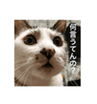 ねことお花（個別スタンプ：13）