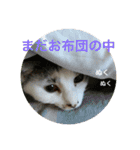 ねことお花（個別スタンプ：16）