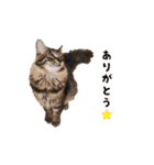 もんべる（個別スタンプ：4）