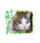 桜夢のスタンプ1（個別スタンプ：8）