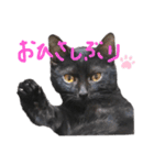 くろねこやまちゃん（個別スタンプ：1）