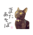 くろねこやまちゃん（個別スタンプ：3）