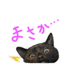 くろねこやまちゃん（個別スタンプ：5）