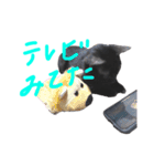 くろねこやまちゃん（個別スタンプ：7）