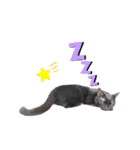 くろねこやまちゃん（個別スタンプ：17）